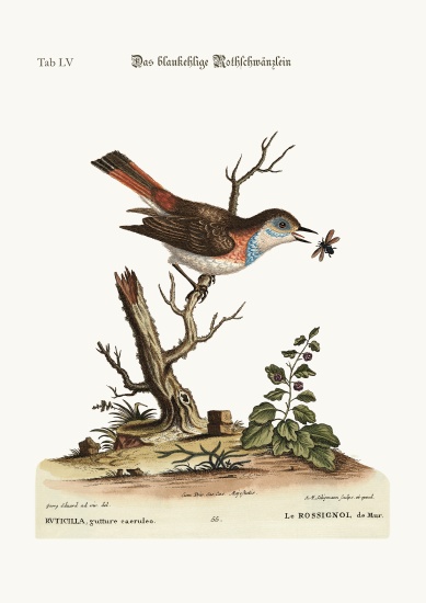 The blue-throat Redstart from George Edwards