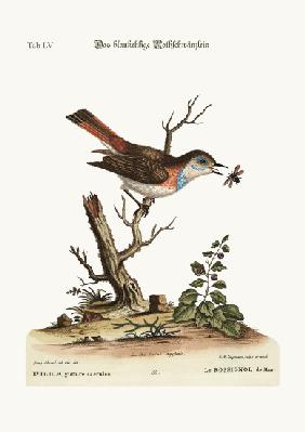 The blue-throat Redstart
