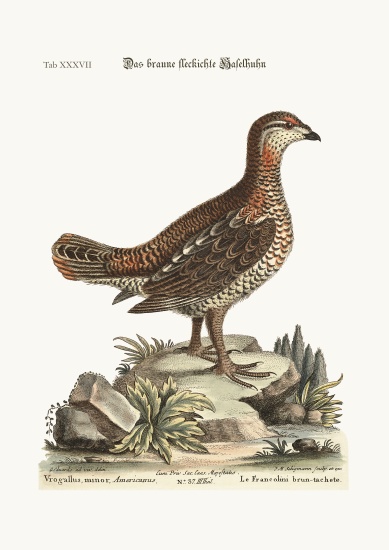 The brown and spotted Heathcock from George Edwards