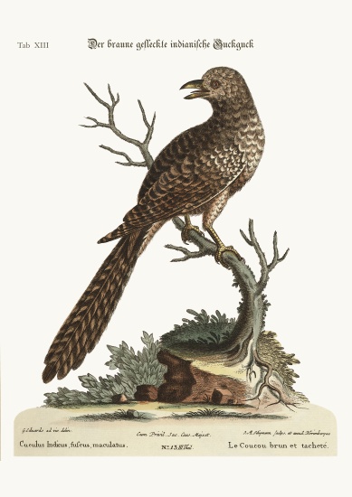The brown and spotted Indian Cuckow from George Edwards