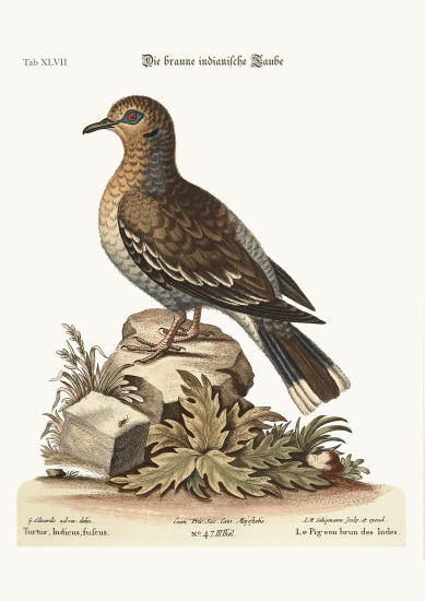 The brown Indian Dove from George Edwards