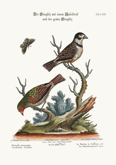The Collared Finch, and the Green Goldfinch from George Edwards