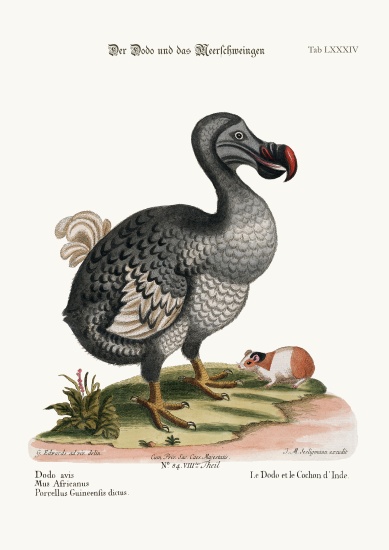 The Dodo, and the Guiney Pig from George Edwards
