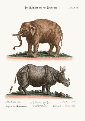 The Elephant and the Rhinoceros