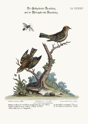 The Golden-crowned Wren, and the Ruby-crowned Wren