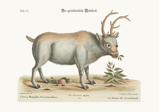 The Greenland Buck from George Edwards