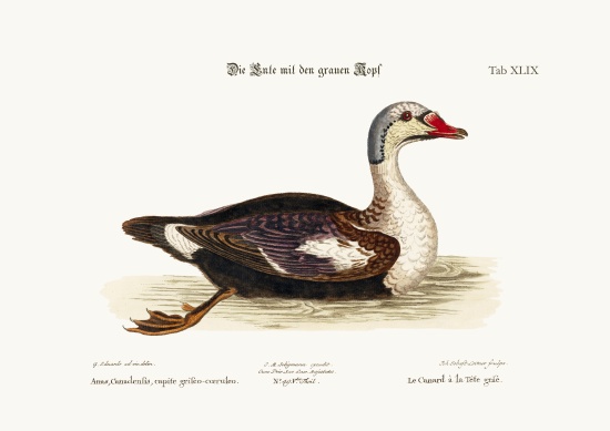 The Grey-Headed Duck from George Edwards