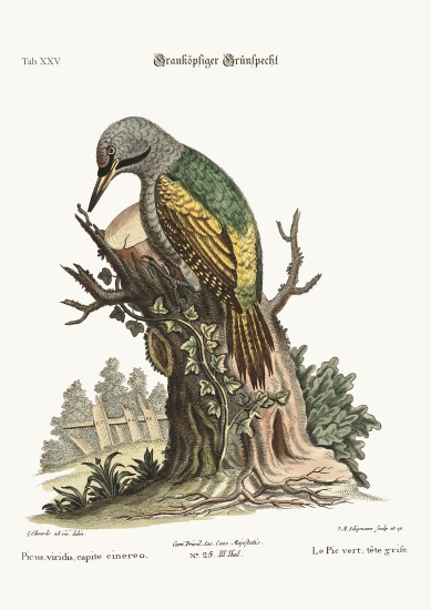 The grey-headed green Woodpecker from George Edwards