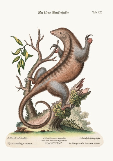 The little Ant-Eater from George Edwards