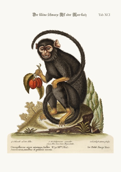 The little Black Monkey from George Edwards