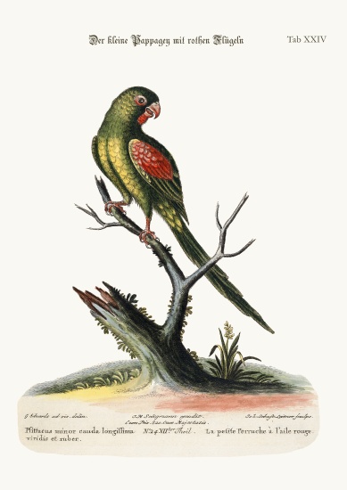 The little Red-winged Parrakeet from George Edwards