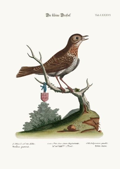The Little Thrush from George Edwards