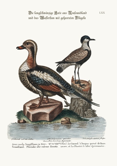 The Long-tailed Duck from Newfoundland, and the Spur-winged Plover from George Edwards