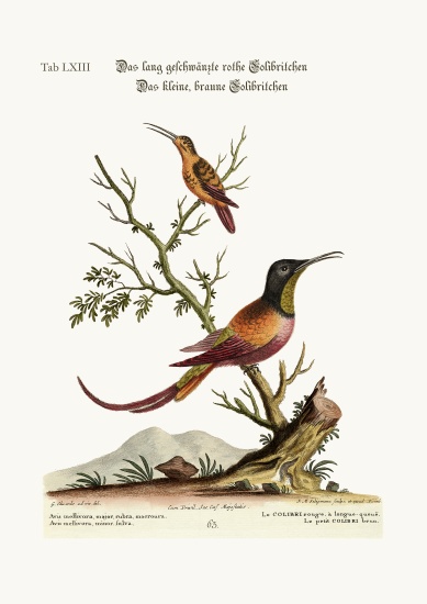 The long-tailed red Hummingbird. The little brown Hummingbird from George Edwards
