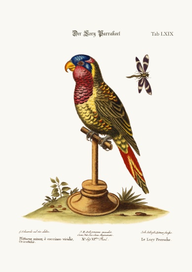 The Lory-Parrakeet from George Edwards