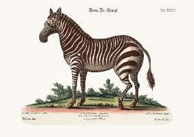 The Male Zebra