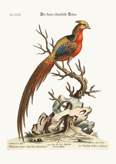 The painted Pheasant from China from George Edwards