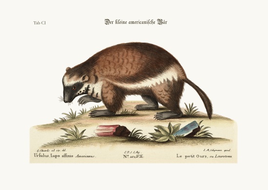 The Quick-Hatch or Wolverene from George Edwards