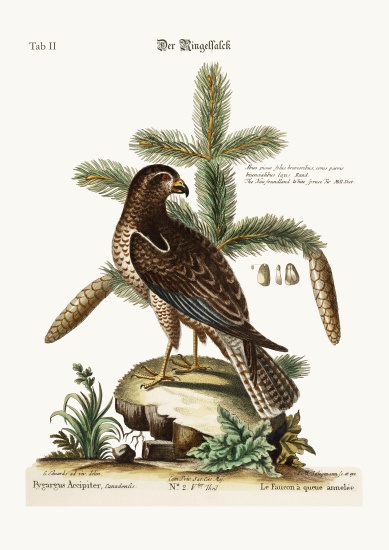 The Ring-tailed Hawk from George Edwards
