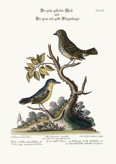 The Spotted Green Tit-Mouse, and the Grey and Yellow Flycatcher from George Edwards