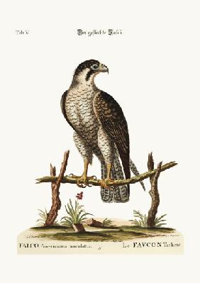 The spotted Hawk or Falcon
