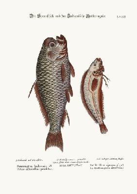 The Spur-Fish, and the Indian Gattorugina