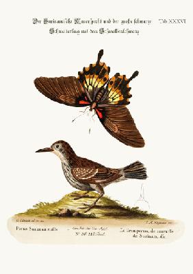The Wall-creeper of Surinam and the Great Dusky Swallow-tailed Butterfly