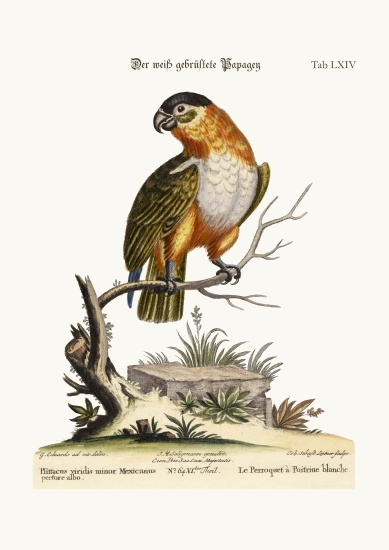 The White-Breasted Parrot from George Edwards