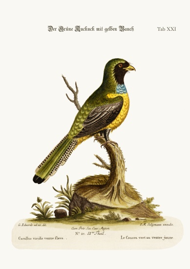 The Yellow-bellied Green Cuckow from George Edwards