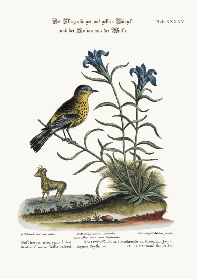 The Yellow-rumped Flycatcher, and the Gentian of the Desert from George Edwards