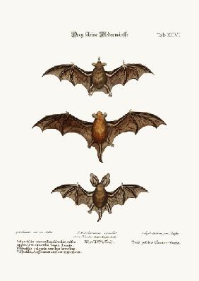 Three small Bats