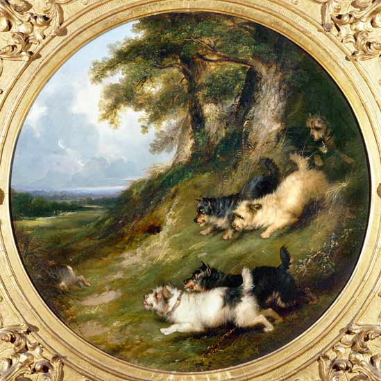 Terriers Rabbiting from George Armfield
