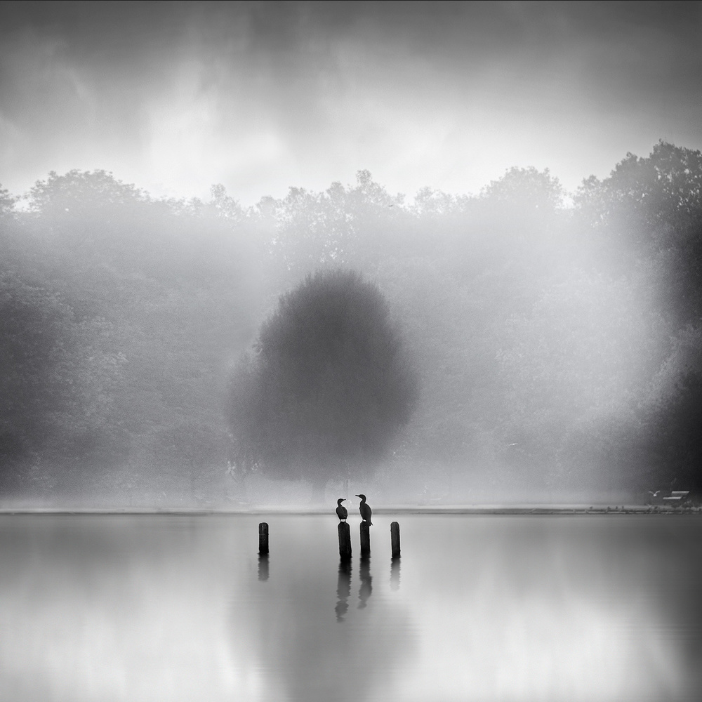 Cormorants in the mist from George Digalakis