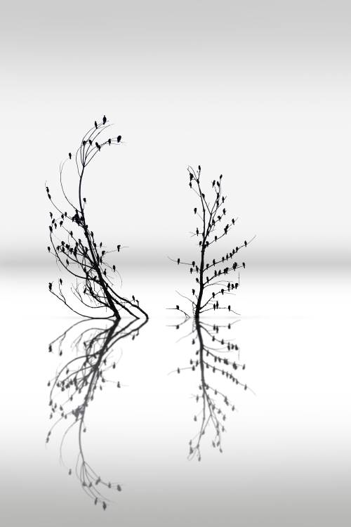 Trees with Birds (2) from George Digalakis