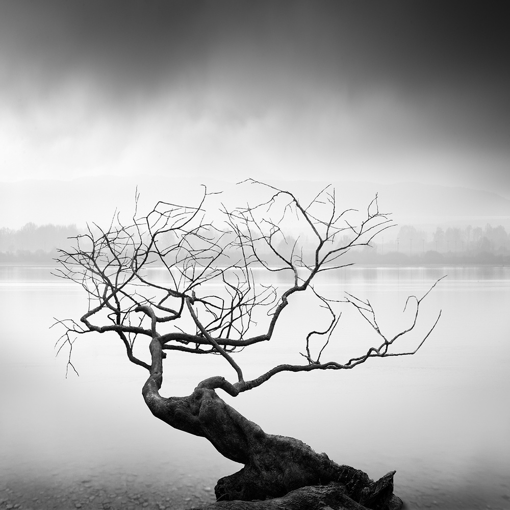 Root to Branches from George Digalakis