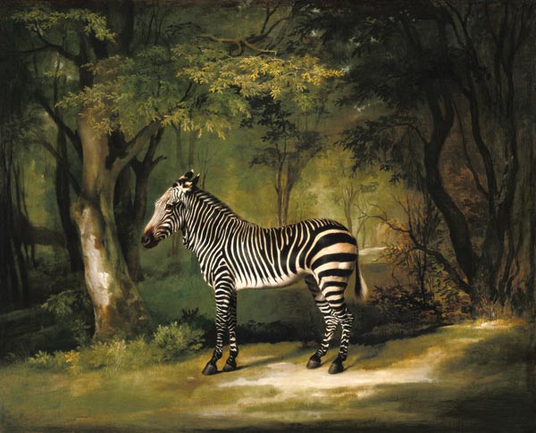 A Zebra from George Stubbs