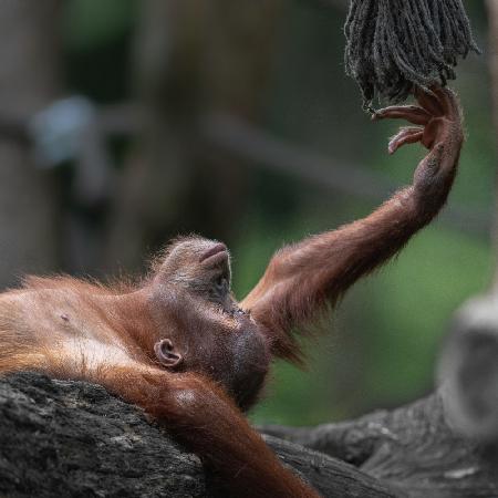 Orangutan baby &quot;Sat-Chit-Ananda&quot; - &quot; bliss&quot;