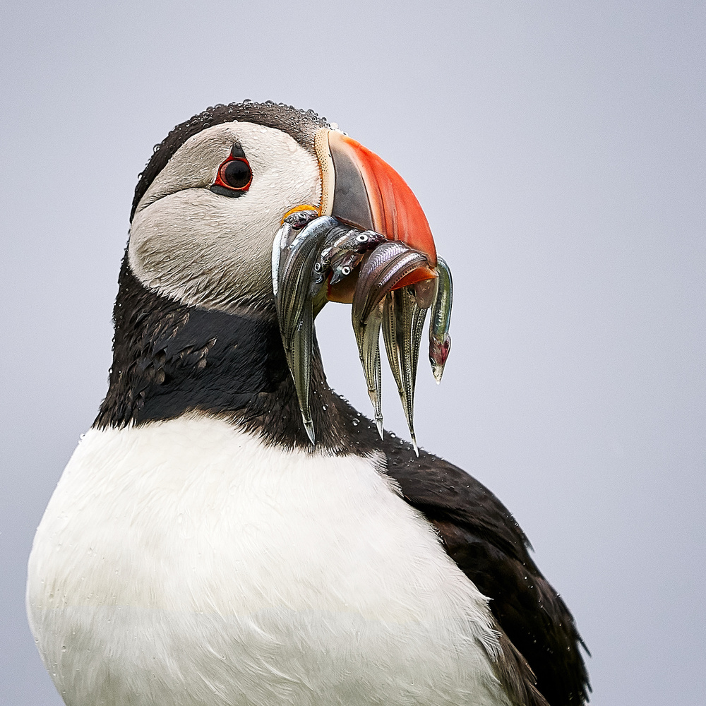Lunch time / portrait of a puffin from Gerd Moors