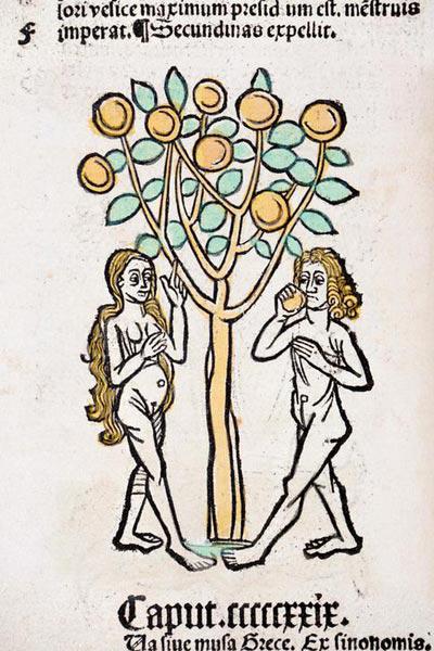 Adam and Eve tree Hortus Sanitatis