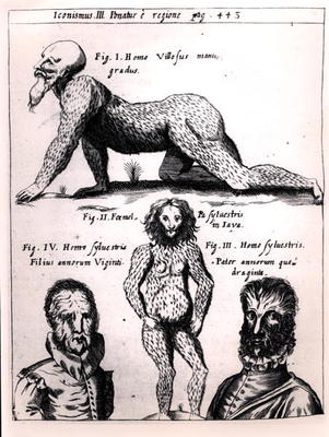 'Hairy man and Wild man', illustration from 'Physica Curiosa' by Gaspar Schott (1608-66) (engraving) from German School, (17th century)