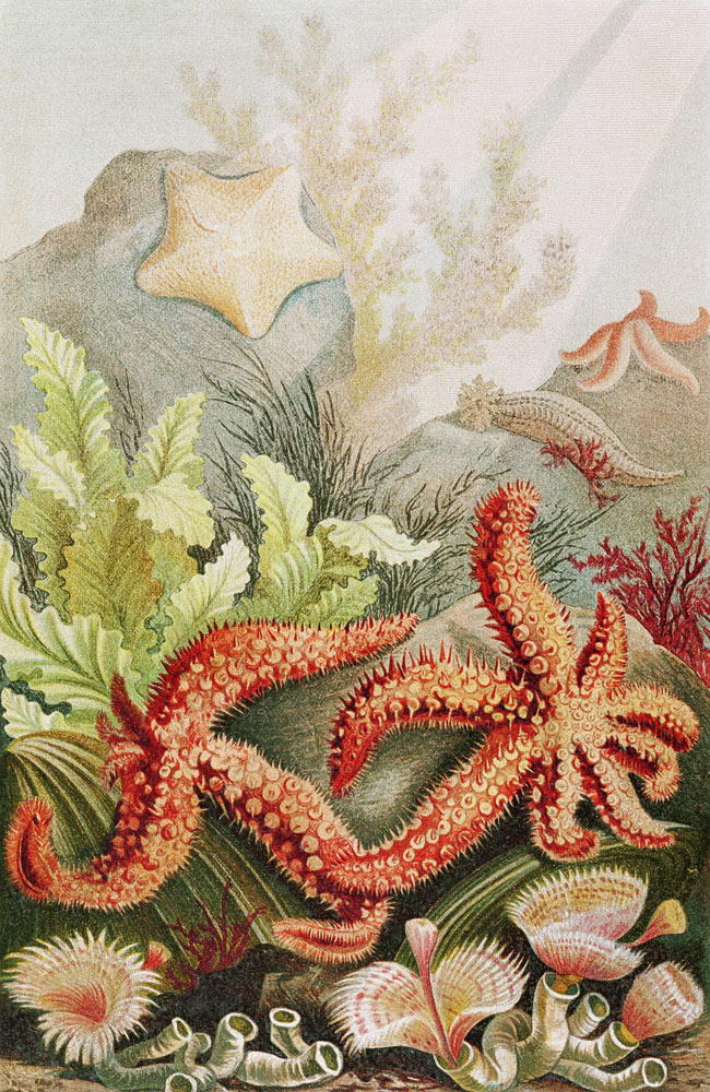 Starfish, plate from Brehms Tierleben: Allgemeine Kunde des Tierreichs, vol.10, p.528, published by from German School, (19th century)