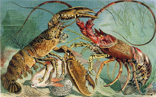 Lobster and Spiny Lobster, plate from Brehms Tierleben: Allgemeine Kunde des Tierreichs, vol.10, p.4 from German School, (19th century)