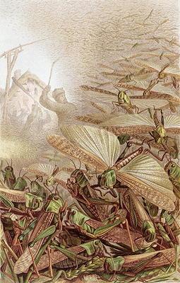 Swarm of Migratory Locusts, plate from Brehms Tierleben: Allgemeine Kunde des Tierreichs, vol.9, p.5