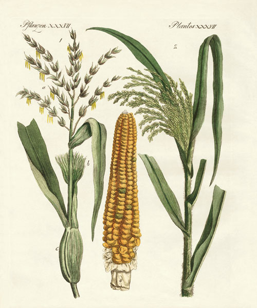 Kinds of corns from German School, (19th century)