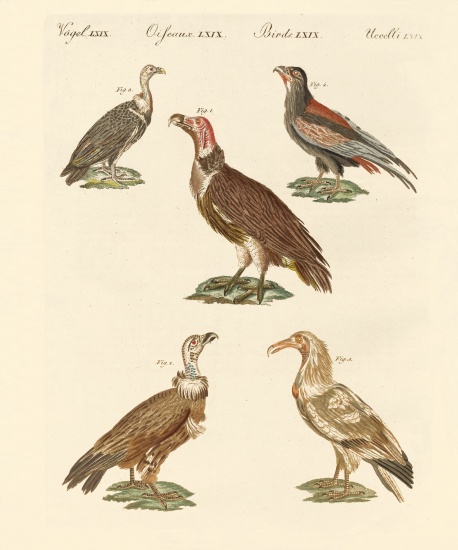African and asiatic vultures from German School, (19th century)