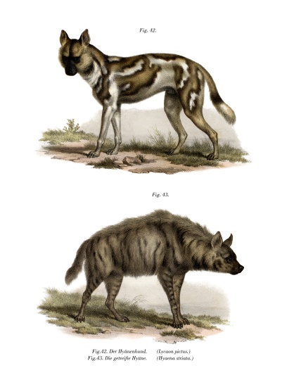 African Wild Dog from German School, (19th century)