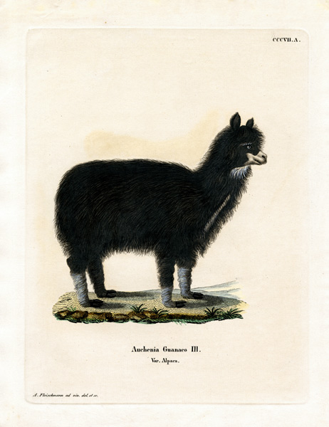 Alpaca from German School, (19th century)