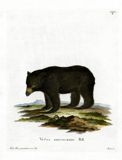 American Black Bear from German School, (19th century)