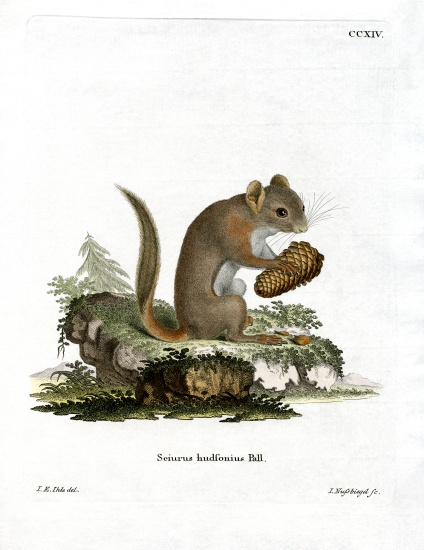 American Red Squirrel from German School, (19th century)