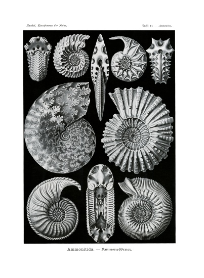Ammonitida from German School, (19th century)
